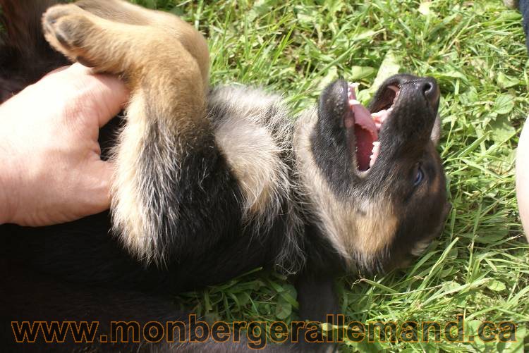 Lady - Chiots berger allemand a Lady