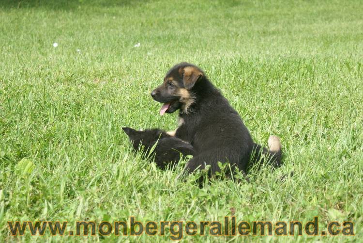 Lady - Chiots berger allemand a Lady