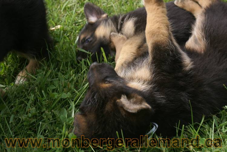 Lady - Chiots berger allemand a Lady