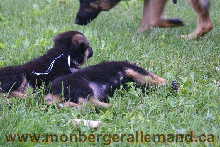 Chiots Lady 13 juin 2011 - Berger Allemand de grande lignée