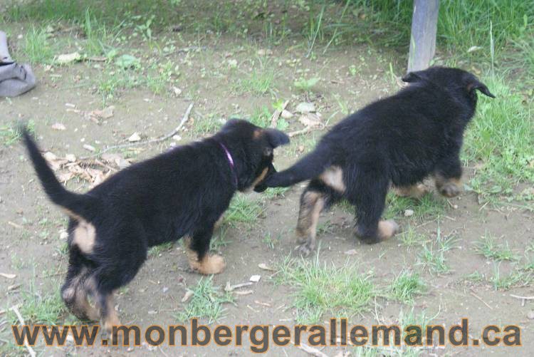 Chiots Lady 13 juin 2011 - Berger Allemand de grande lignée