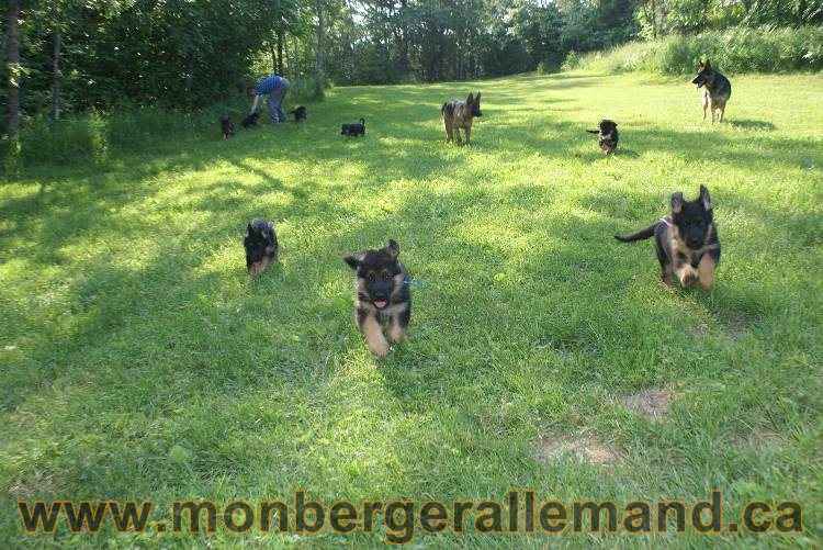 17 juin 2011 - Berger Allemand de grande LIgnée