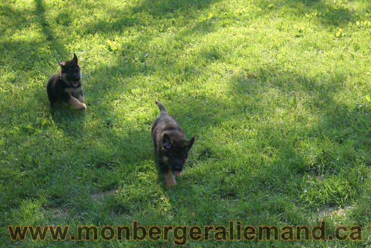 17 juin 2011 - Berger Allemand de grande LIgnée