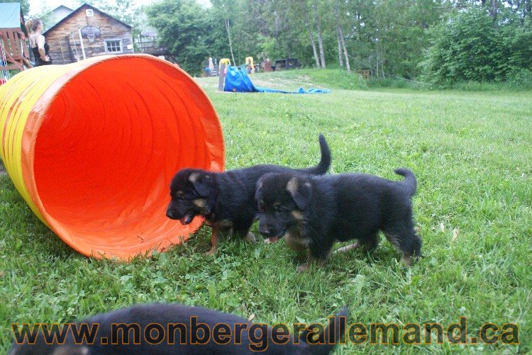 Chiots Berger allemand a Lady 8 Juin 2011