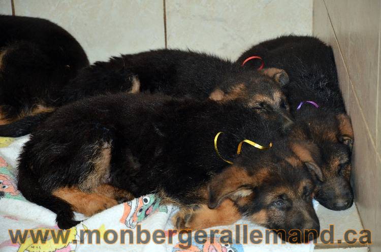 Les chiots berger allemand - 3 Aout 2011