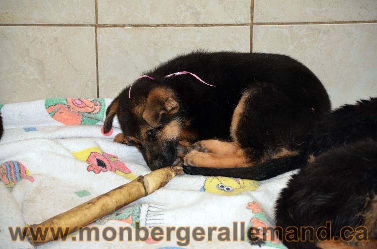 Les chiots berger allemand - 3 Aout 2011