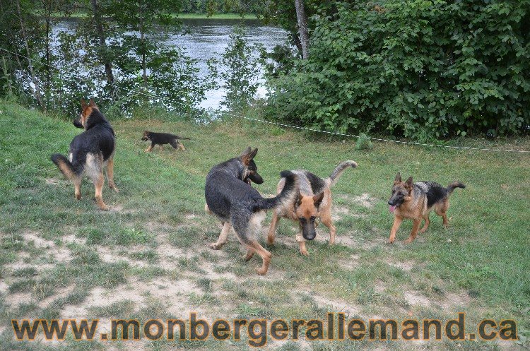 Les chiots - Berger allemand de grande lignées !