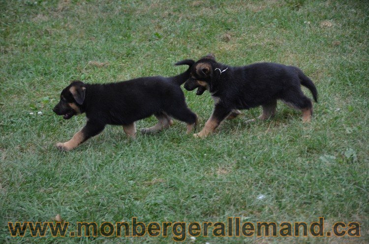 Les chiots - Berger allemand de grande lignées !