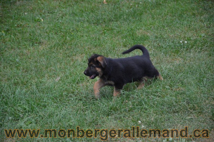 Les chiots - Berger allemand de grande lignées !