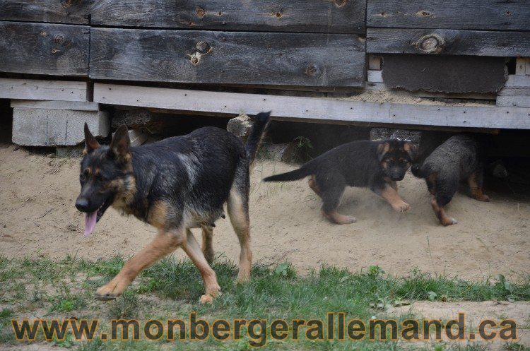 Les chiots - Berger allemand de grande lignées !