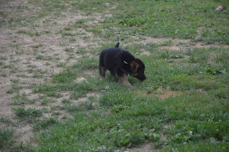 Les chiots 28 juillet 2011