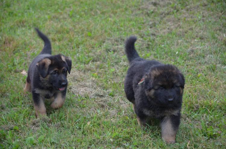 Les chiots 28 juillet 2011