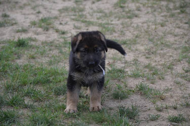 Les chiots 28 juillet 2011