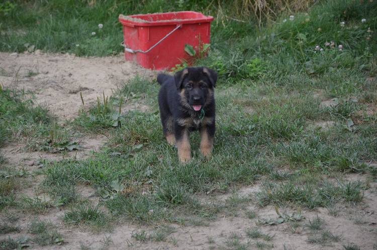 Les chiots 28 juillet 2011