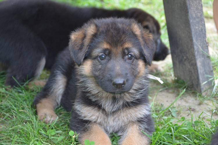 Les chiots 28 juillet 2011