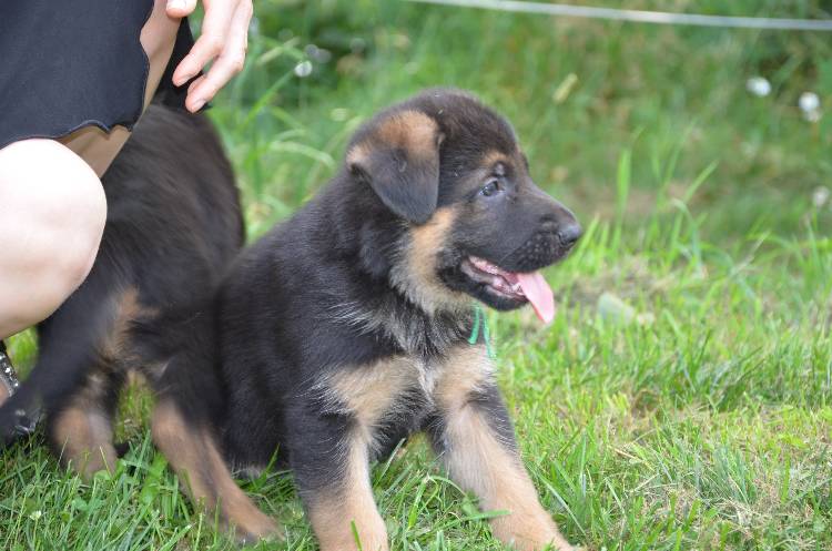 Les chiots 28 juillet 2011