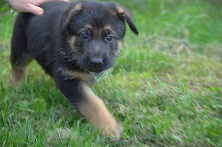 Les chiots 28 juillet 2011