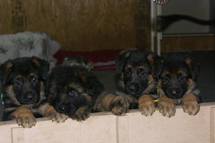 Les chiots a Roxy a la baignade - 1 mois et 1 semaine