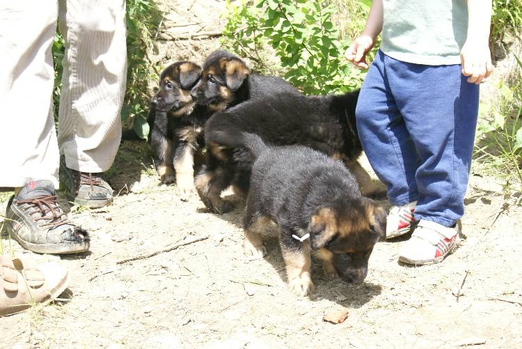 Les chiots a Roxy a la baignade - 1 mois et 1 semaine