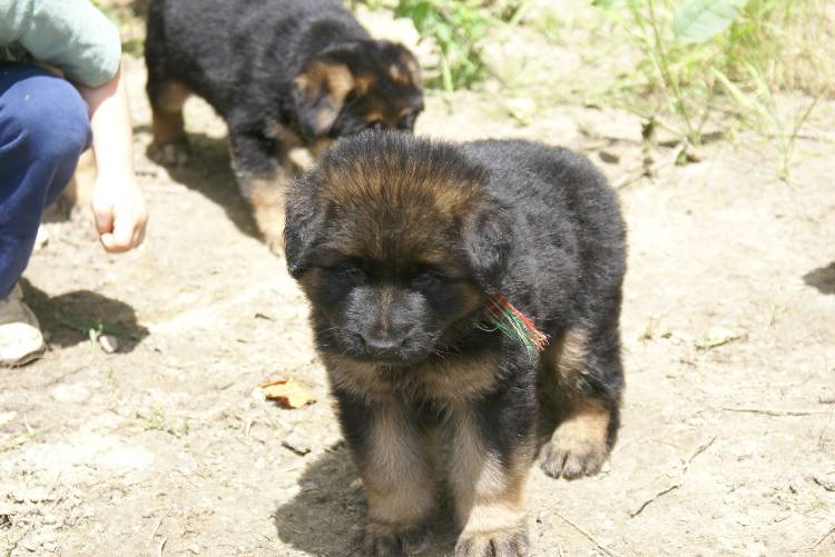 Les chiots a Roxy a la baignade - 1 mois et 1 semaine