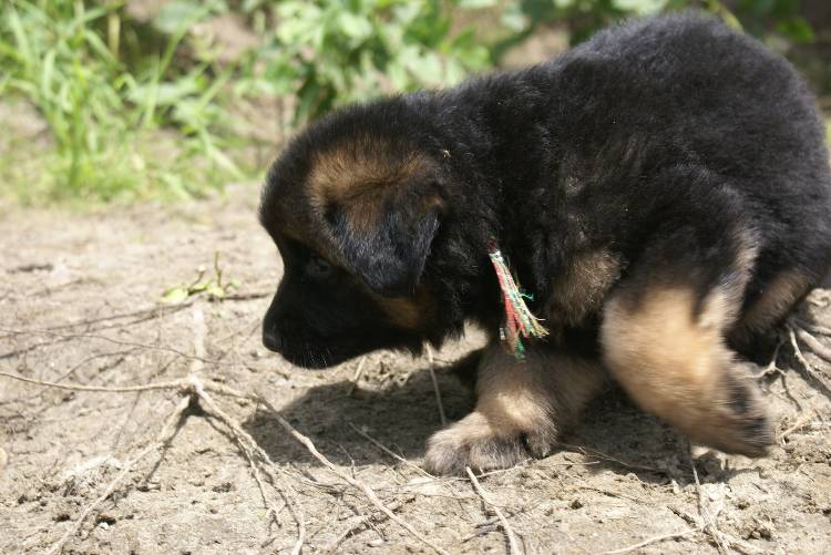 Les chiots a Roxy a la baignade - 1 mois et 1 semaine