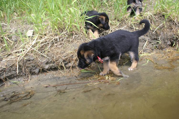 Les chiots a Roxy a la baignade - 1 mois et 1 semaine