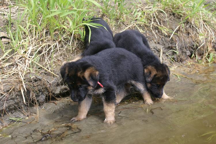 Les chiots a Roxy a la baignade - 1 mois et 1 semaine