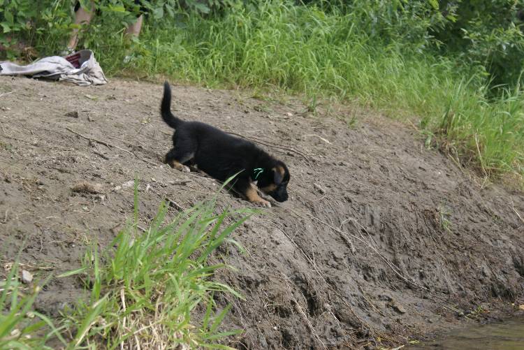 Les chiots a Roxy a la baignade - 1 mois et 1 semaine