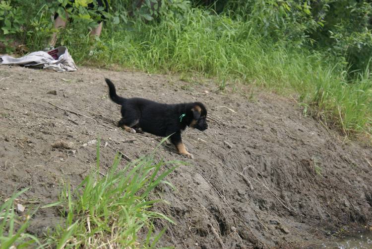 Les chiots a Roxy a la baignade - 1 mois et 1 semaine