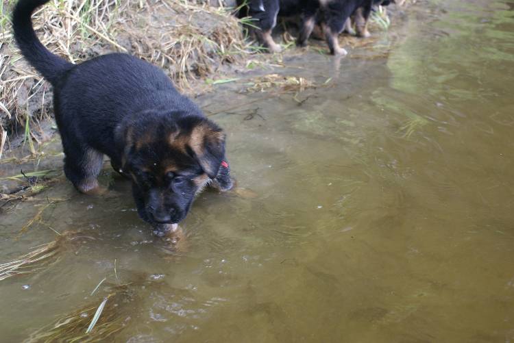 Les chiots a Roxy a la baignade - 1 mois et 1 semaine