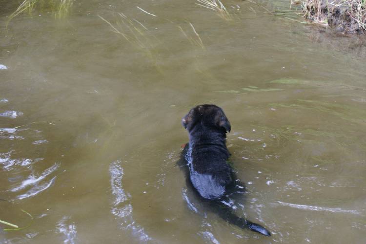 Les chiots a Roxy a la baignade - 1 mois et 1 semaine
