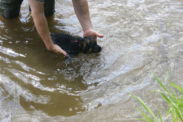 Les chiots a Roxy a la baignade - 1 mois et 1 semaine
