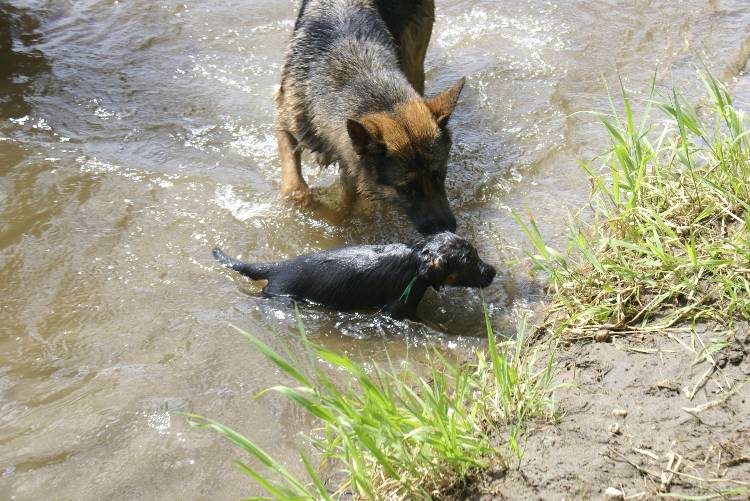 Les chiots a Roxy a la baignade - 1 mois et 1 semaine