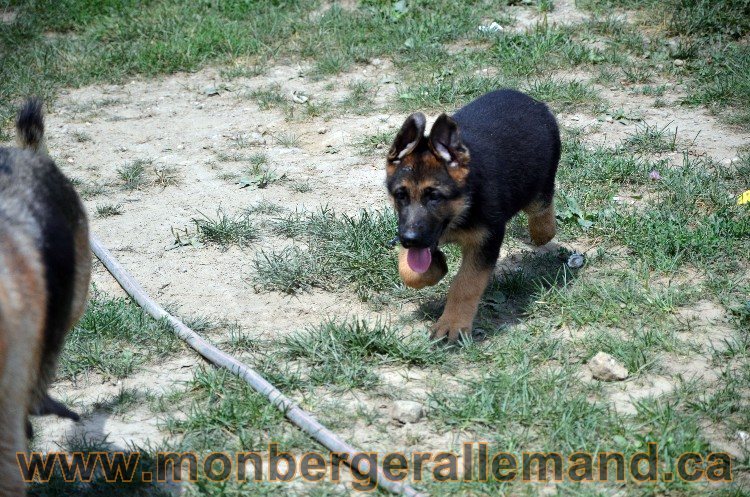 Chiot berger allemand male - 4 Aout 2011