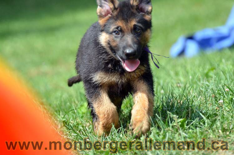 Les chiens et les Chiots berger allemand !