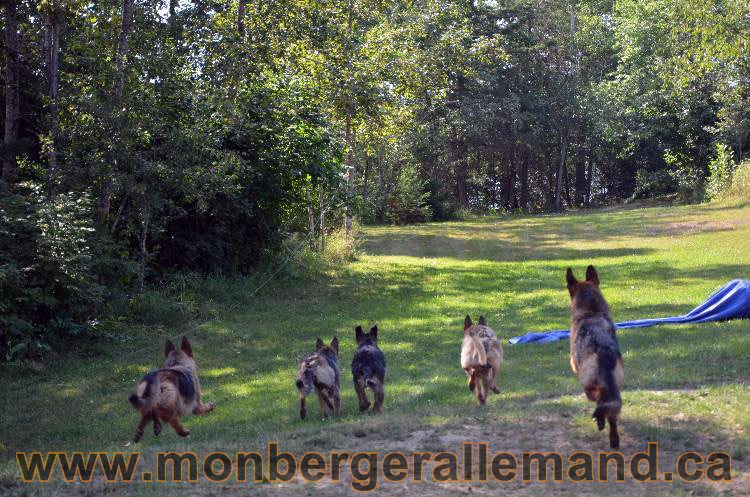 Les chiens et les Chiots berger allemand !