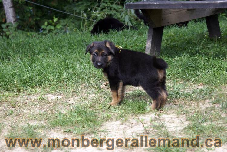 Chiots berger allemand a Kenya 25 juillet 2011