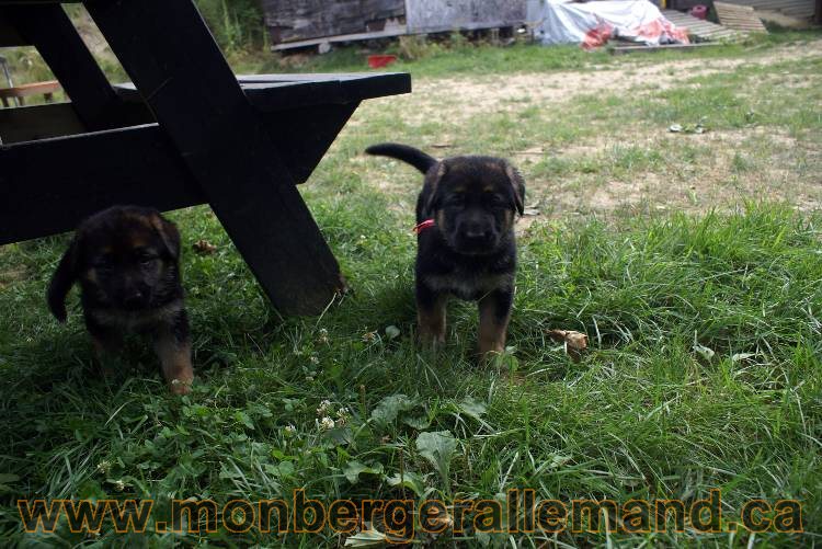 Chiots berger allemand a Kenya 25 juillet 2011