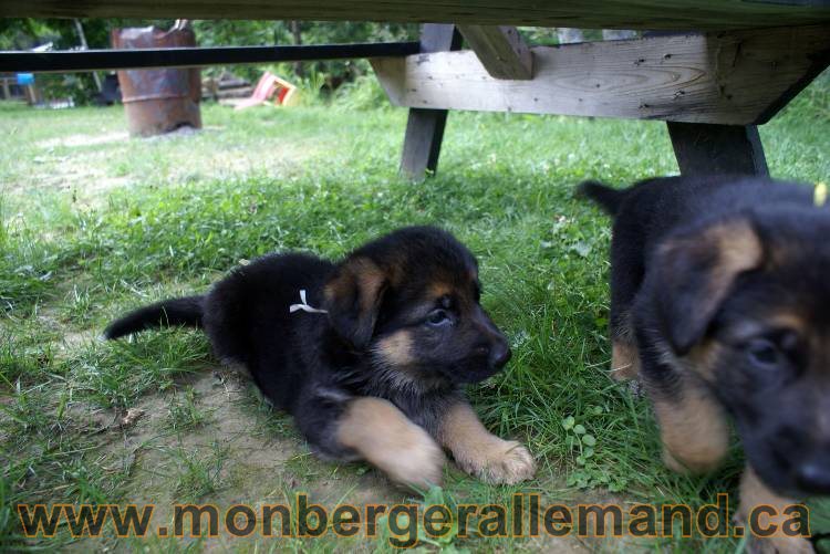 Chiots berger allemand a Kenya 25 juillet 2011
