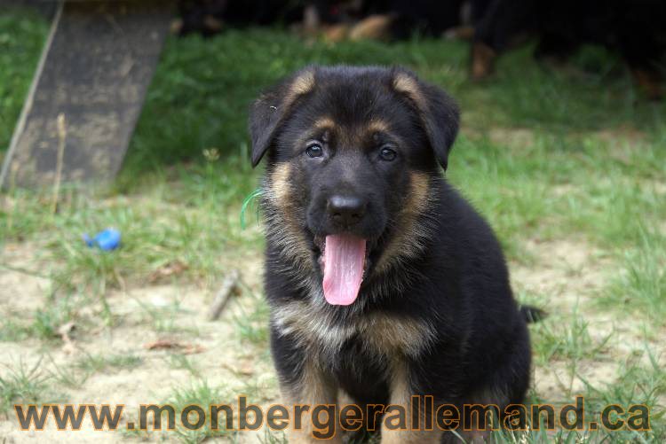 Chiots berger allemand a Kenya 25 juillet 2011Chiots berger allemand a Kenya 25 juillet 2011
