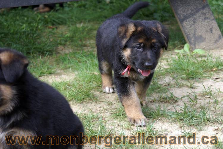 Chiots berger allemand a Kenya 25 juillet 2011