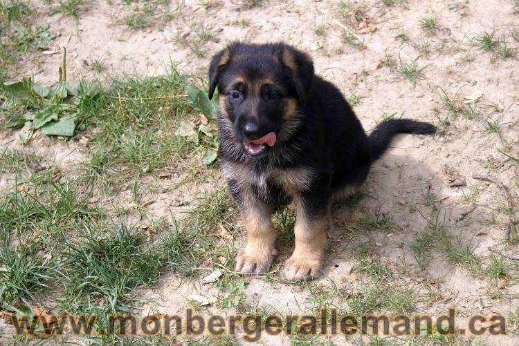 Chiots berger allemand a Kenya 25 juillet 2011