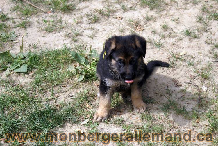 Chiots berger allemand a Kenya 25 juillet 2011