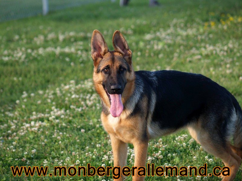 Arielle femelle berger allemand de 6 mois