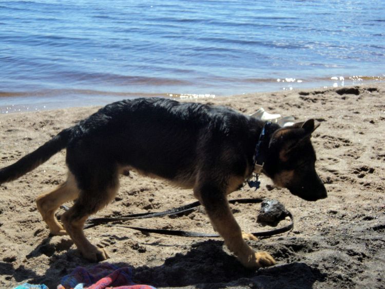 Panzer Male berger allemand - 2011