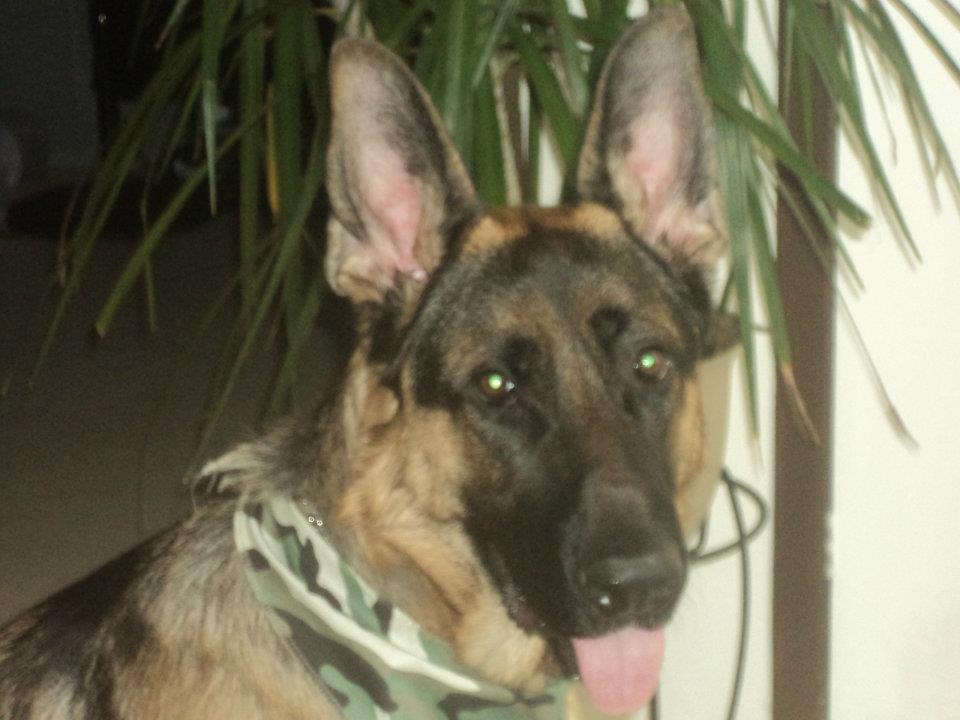 Panzer Male berger allemand 10 mois